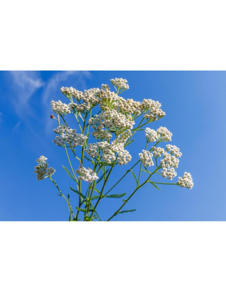 Aceite Esencial de Yarrow 100% Puro US Organic 5 ml