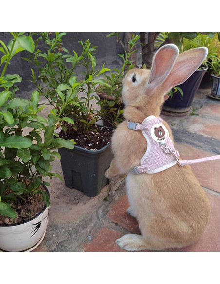 Conjunto Arnés y Correa Ajustable WEWAYKGJ para Conejos Rosa