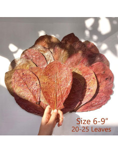 Hojas de Almendra India Secas AMA GROW 50g - 20 Hojas 15-23cm 2