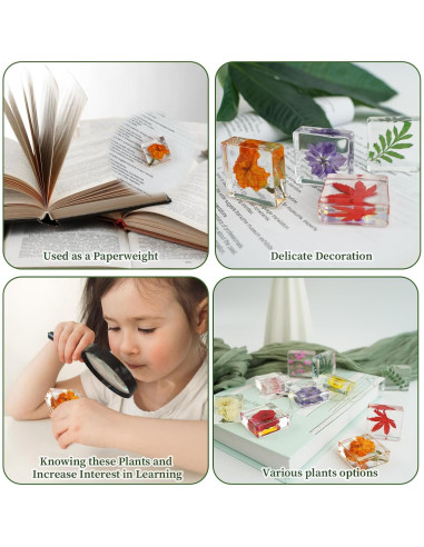 10 Pesas de Papel de Flores Secas ShioShin - Decoración Resina