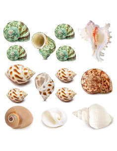 15 Conchas Naturales para Cangrejo Ermitaño Familia Fuhai