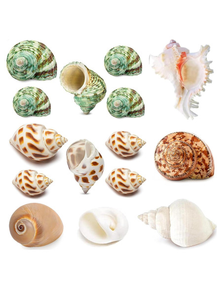 15 Conchas Naturales para Cangrejo Ermitaño Familia Fuhai