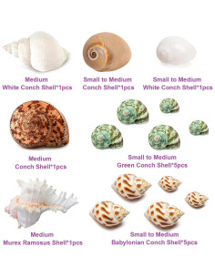 15 Conchas Naturales para Cangrejo Ermitaño Familia Fuhai 2