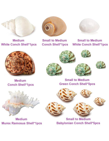 15 Conchas Naturales para Cangrejo Ermitaño Familia Fuhai