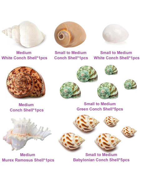 15 Conchas Naturales para Cangrejo Ermitaño Familia Fuhai