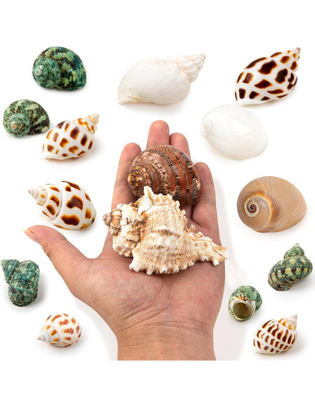 15 Conchas Naturales para Cangrejo Ermitaño Familia Fuhai