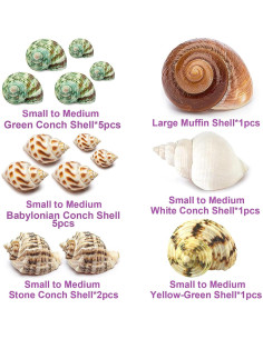 15 Conchas de Cangrejo Ermitaño Naturales QEQEKAKA 0.64-6.35 cm 2