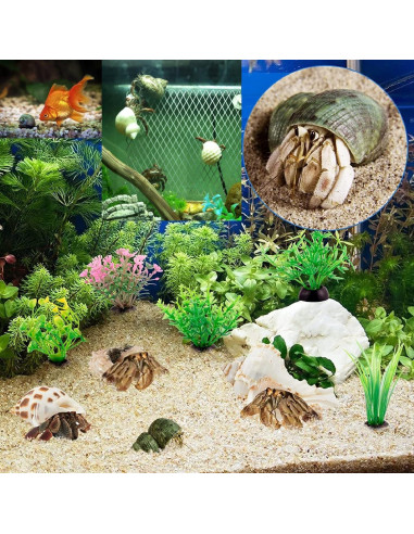 15 Conchas Naturales para Cangrejo Ermitaño Familia Fuhai