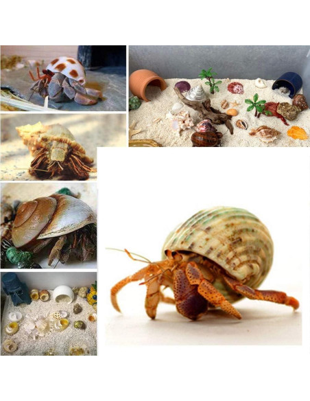 15 Conchas Naturales para Cangrejo Ermitaño Familia Fuhai