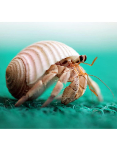 15 Conchas Naturales para Cangrejo Ermitaño Familia Fuhai