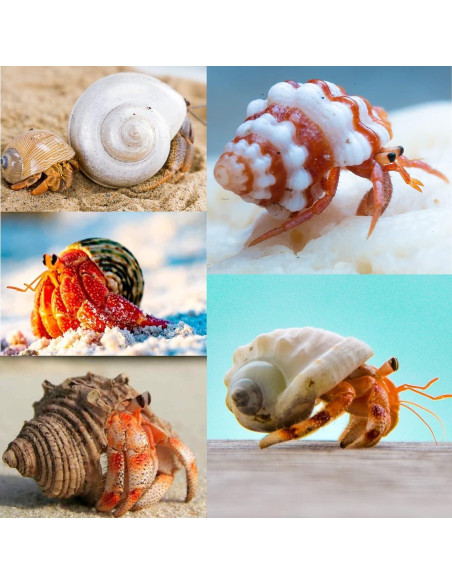 15 Conchas Naturales para Cangrejo Ermitaño Familia Fuhai