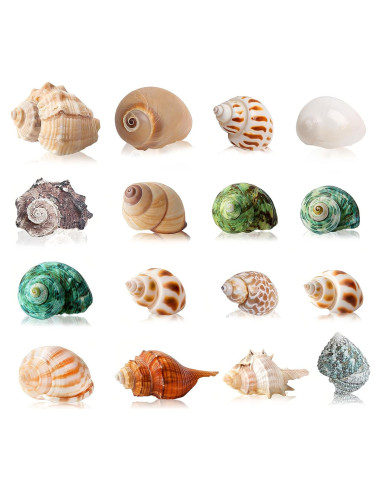 16 Conchas Naturales para Cangrejo Ermitaño WeDoSoy 3-6 cm