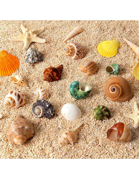 16 Conchas Naturales para Cangrejo Ermitaño WeDoSoy 3-6 cm
