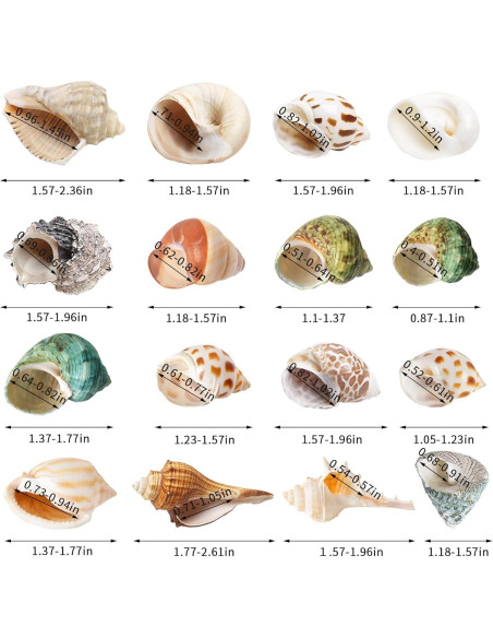 16 Conchas Naturales para Cangrejo Ermitaño WeDoSoy 3-6 cm