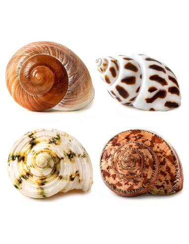 Conchas Naturales para Cangrejo Ermitaño QICQDRAM 4 Pcs 5-8.9cm