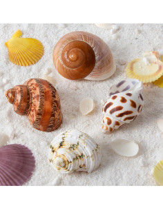 Conchas Naturales para Cangrejo Ermitaño QICQDRAM 4 Pcs 5-8.9cm 2