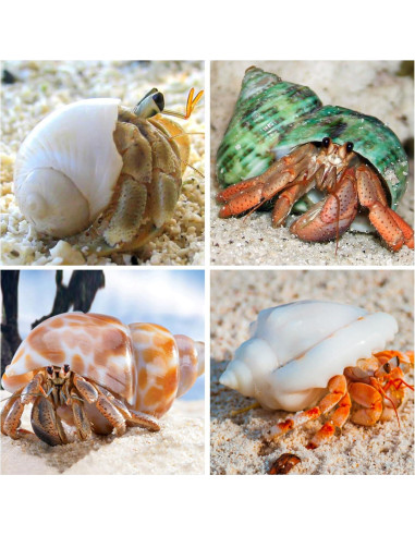 16 Conchas Naturales para Cangrejo Ermitaño WeDoSoy 3-6 cm