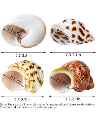 Conchas Naturales para Cangrejo Ermitaño QICQDRAM 4 Pcs 5-8.9cm