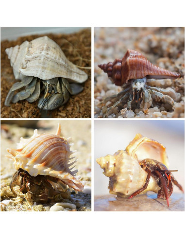 16 Conchas Naturales para Cangrejo Ermitaño WeDoSoy 3-6 cm