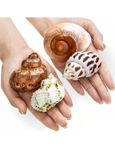 Conchas Naturales para Cangrejo Ermitaño QICQDRAM 4 Pcs 5-8.9cm