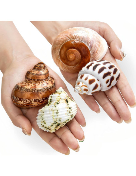 Conchas Naturales para Cangrejo Ermitaño QICQDRAM 4 Pcs 5-8.9cm