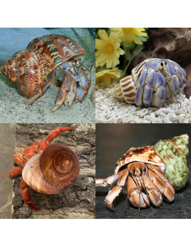 Conchas Naturales para Cangrejo Ermitaño QICQDRAM 4 Pcs 5-8.9cm