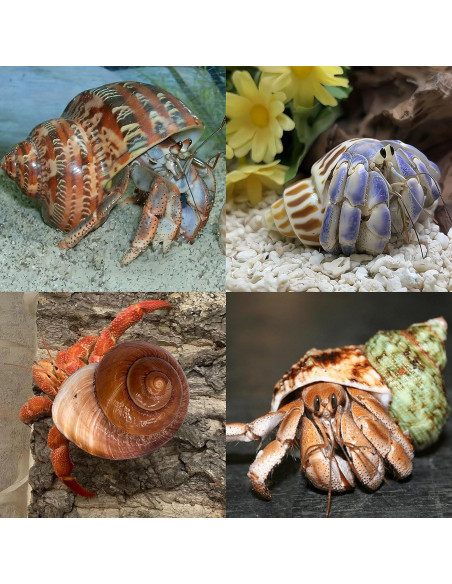 Conchas Naturales para Cangrejo Ermitaño QICQDRAM 4 Pcs 5-8.9cm