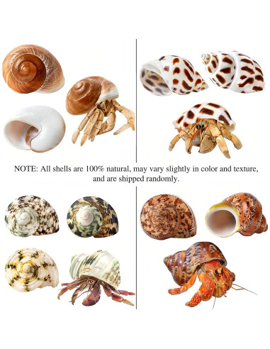 Conchas Naturales para Cangrejo Ermitaño QICQDRAM 4 Pcs 5-8.9cm