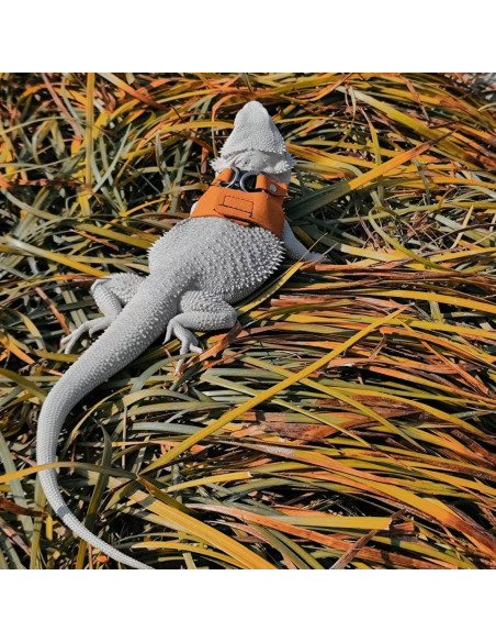 Juego de Arnés y Correa SEZDEKI para Dragón Barbudo - 3 Tamaños Ajustables Juego de Arnés y Correa SEZDEKI para Dragón Barbudo - 3 Tamaños Ajustables