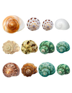 Conchas de Cangrejo Ermitaño Giftvest - 12 Piezas Naturales 4.1-8.1cm