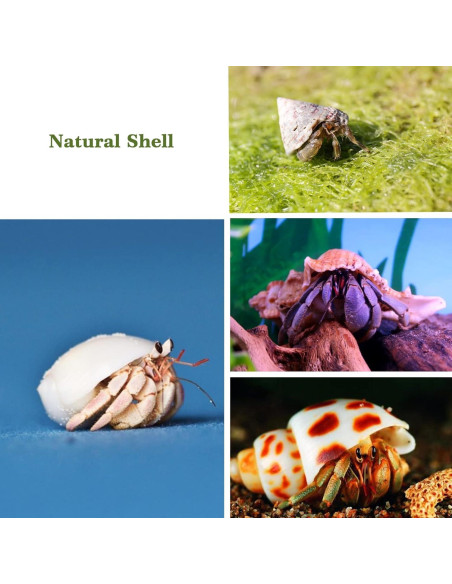 Conchas de Cangrejo Ermitaño Lucky Baby 15+pcs Naturales 0.64-3.81 cm Conchas de Cangrejo Ermitaño Lucky Baby 15+pcs Naturales 0.64-3.81 cm