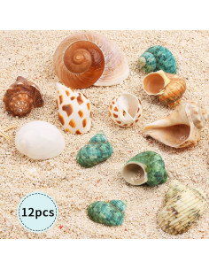Conchas de Cangrejo Ermitaño Giftvest - 12 Piezas Naturales 4.1-8.1cm 2