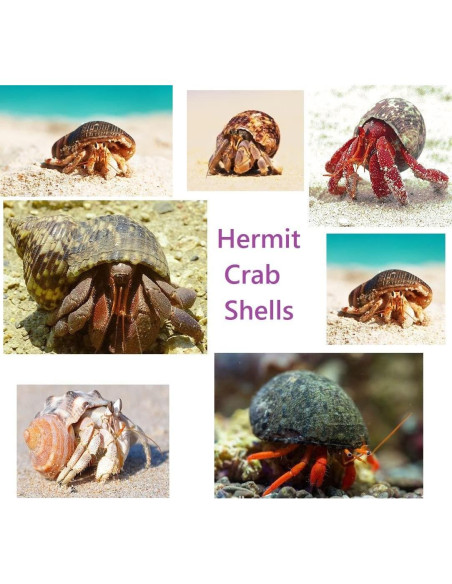 Conchas de Cangrejo Ermitaño Lucky Baby 15+pcs Naturales 0.64-3.81 cm Conchas de Cangrejo Ermitaño Lucky Baby 15+pcs Naturales 0.64-3.81 cm
