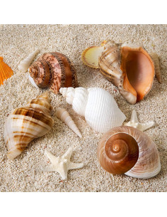 5 Conchas Grandes Naturales para Cangrejos Ermitaños 7.1-9.9 cm 2