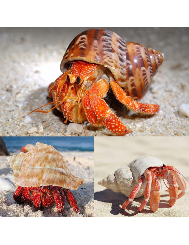 5 Conchas Grandes Naturales para Cangrejos Ermitaños 7.1-9.9 cm