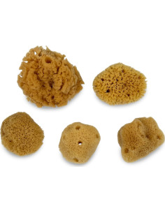 Esponjas de Mar para Cangrejos Ermitaños - Paquete de 5 Sin Blanquear 2