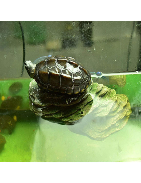 Plataforma de Sol para Tortugas PINVNBY 15.2x6.9 cm Resina