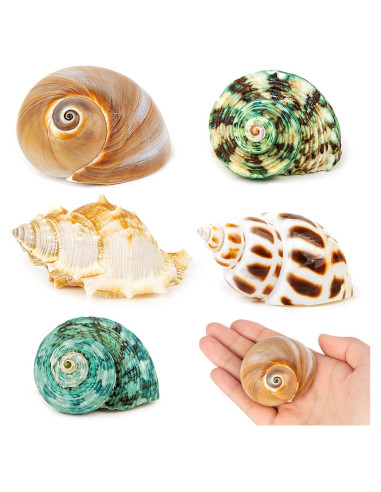 5 Conchas para Cangrejo Ermitaño WeDoSoy Naturales 5.3-7.1 cm