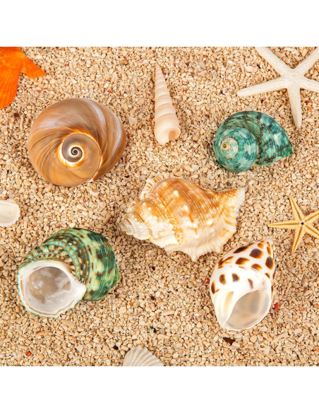 5 Conchas para Cangrejo Ermitaño WeDoSoy Naturales 5.3-7.1 cm 5 Conchas para Cangrejo Ermitaño WeDoSoy Naturales 5.3-7.1 cm