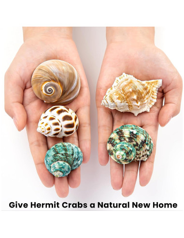 5 Conchas para Cangrejo Ermitaño WeDoSoy Naturales 5.3-7.1 cm