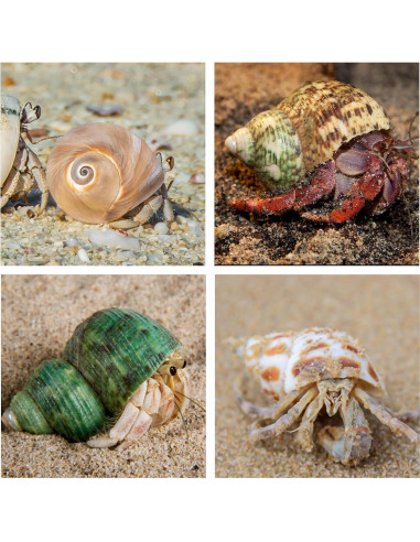 5 Conchas para Cangrejo Ermitaño WeDoSoy Naturales 5.3-7.1 cm