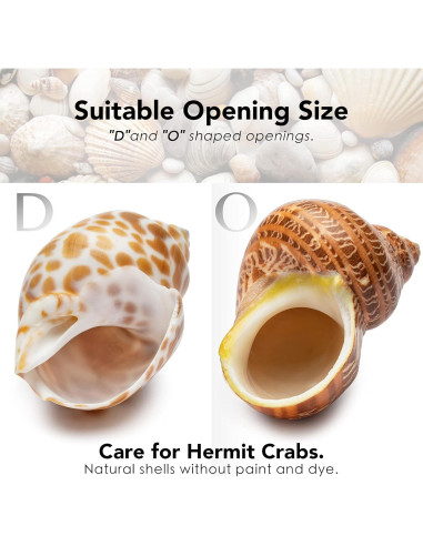 Conchas de Cangrejo Ermitaño Deauepu 16PCS Naturales 3.81-8.89cm