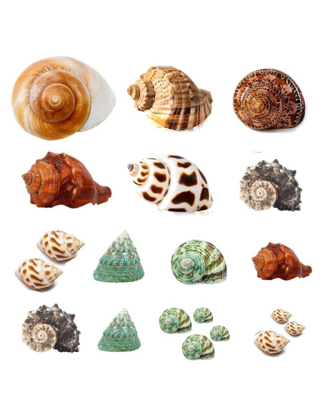 Conchas de Cangrejo Ermitaño SEAJIAYI 21 PCS Naturales 1-5 cm Conchas de Cangrejo Ermitaño SEAJIAYI 21 PCS Naturales 1-5 cm
