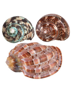 Conchas Naturales para Cangrejo Ermitaño PPCLION 6.35-10.16 cm