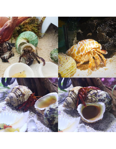 Conchas de Cangrejo Ermitaño Deauepu 16PCS Naturales 3.81-8.89cm