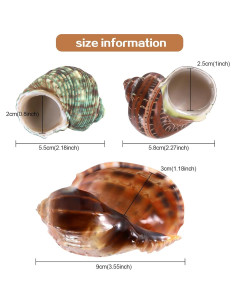 Conchas Naturales para Cangrejo Ermitaño PPCLION 6.35-10.16 cm 2