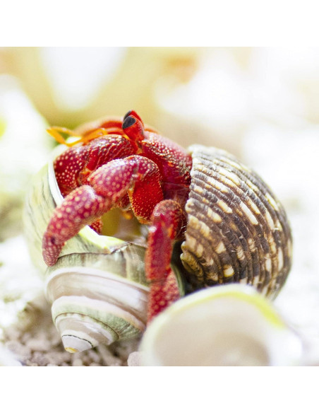 Conchas de Cangrejo Ermitaño Deauepu 16PCS Naturales 3.81-8.89cm Conchas de Cangrejo Ermitaño Deauepu 16PCS Naturales 3.81-8.89cm