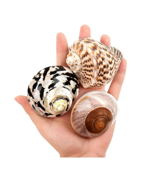 Conchas de Cangrejo Ermitaño QICQDRAM Grande 7.4-8.4 cm Conchas de Cangrejo Ermitaño QICQDRAM Grande 7.4-8.4 cm