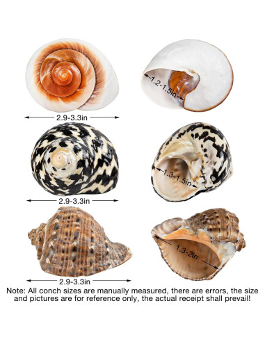 Conchas de Cangrejo Ermitaño QICQDRAM Grande 7.4-8.4 cm