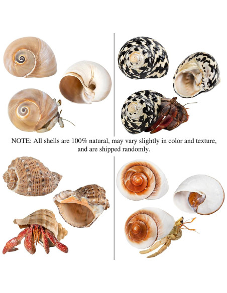 Conchas de Cangrejo Ermitaño QICQDRAM Grande 7.4-8.4 cm Conchas de Cangrejo Ermitaño QICQDRAM Grande 7.4-8.4 cm